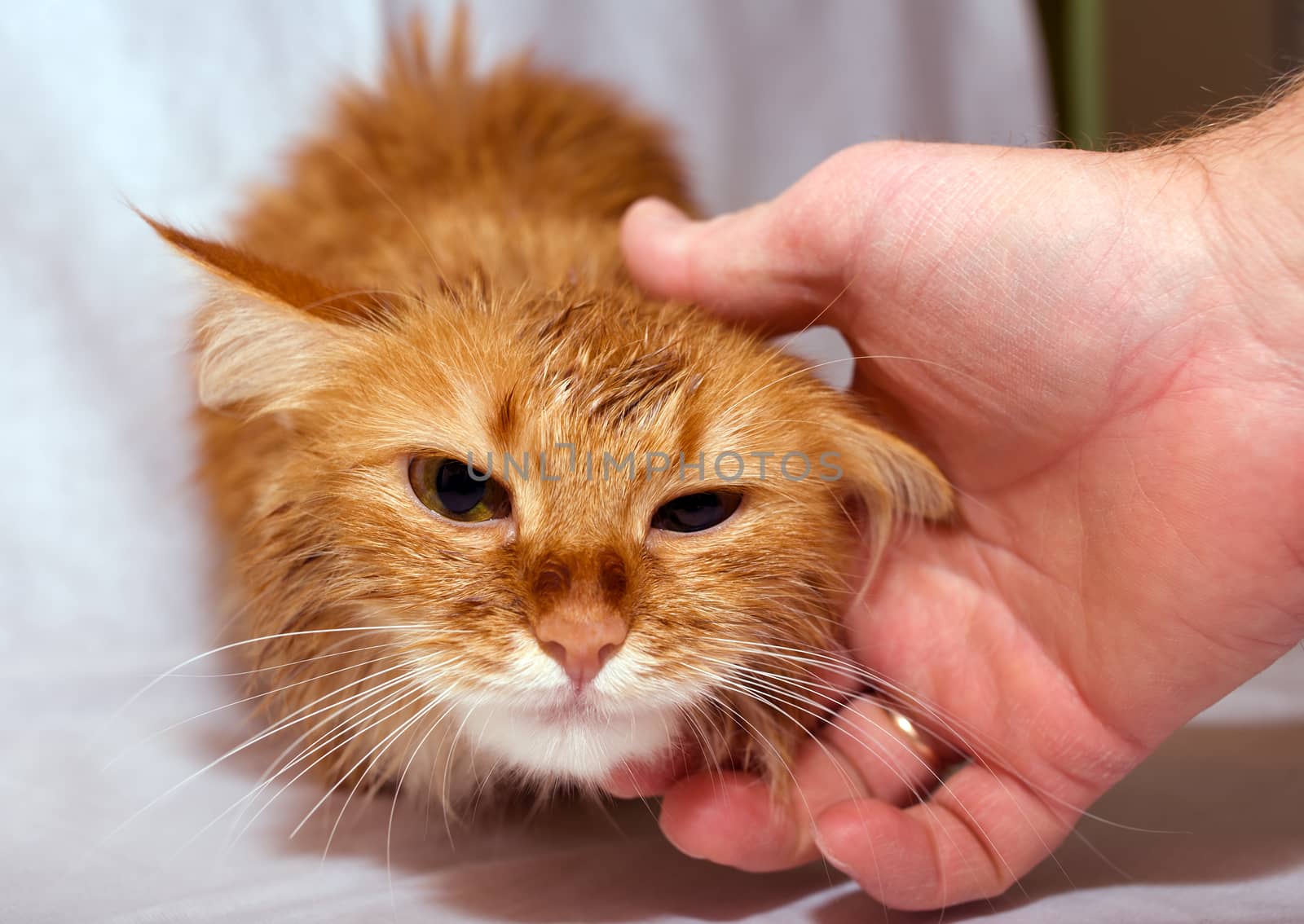 The muzzle of an animal home ginger cat that strokes the man's hand