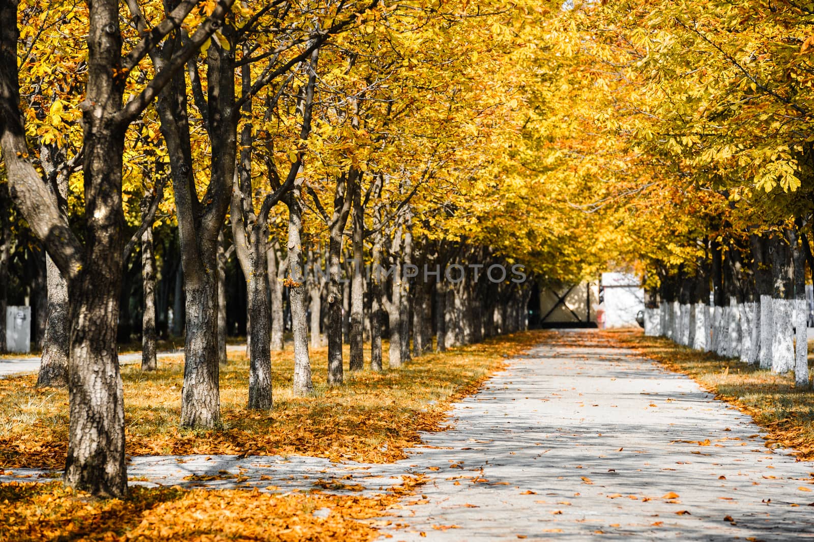 Autumn park alley with yellow leaves on trees