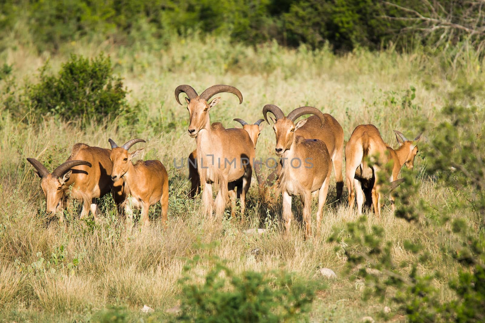 A family of Aoudad sheep standing in a field