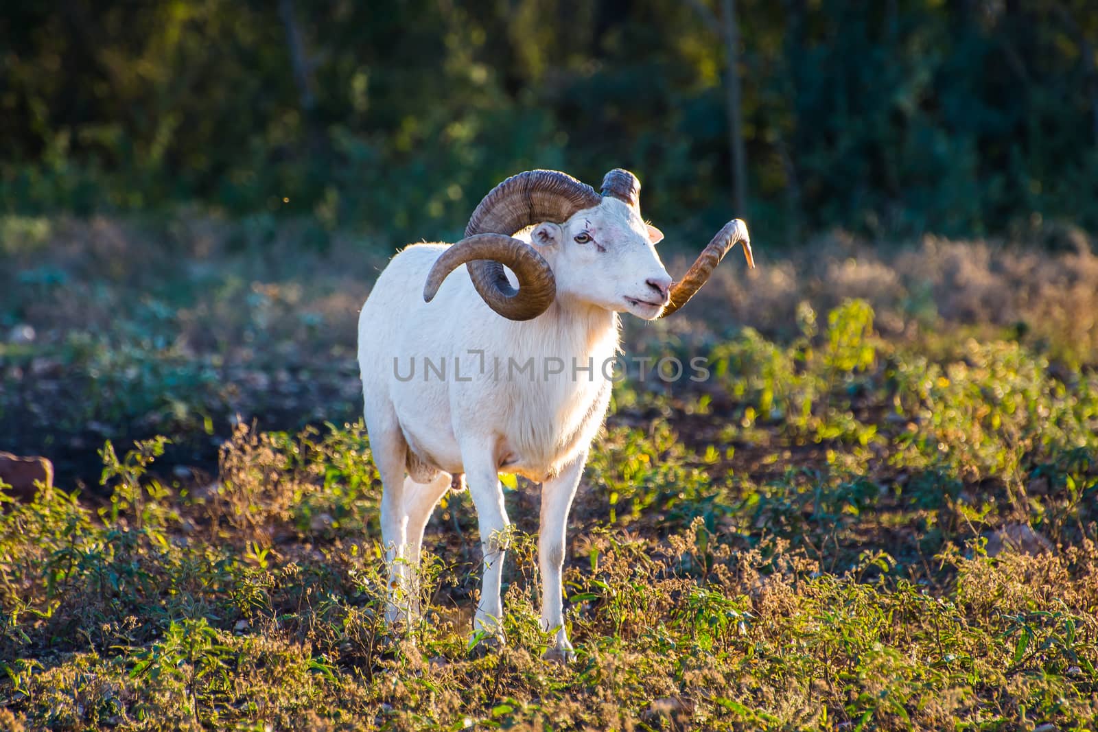 Texas Dall Sheep Ram standing tall looking to the right