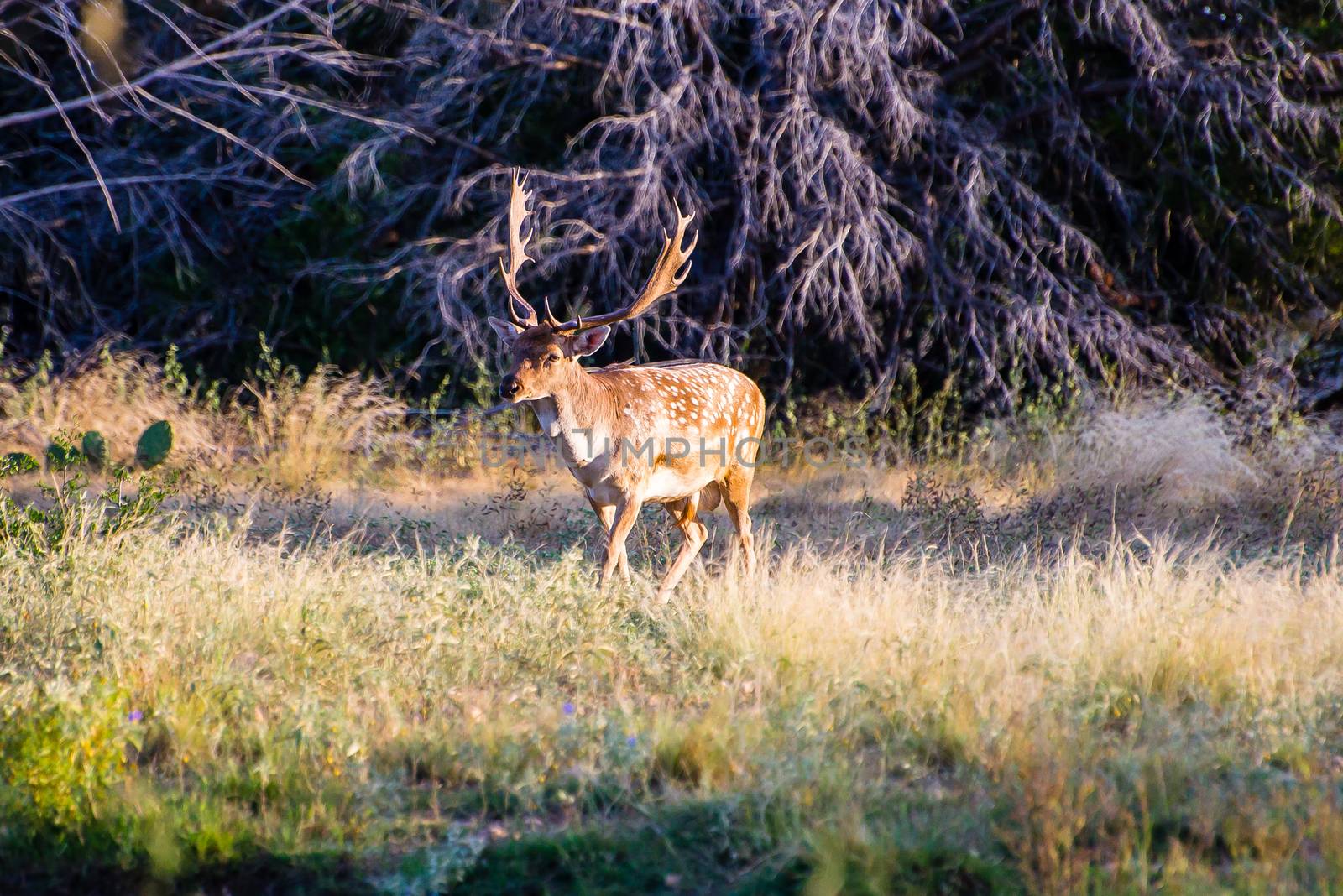 South Texas Spotted Fallow walking to the left