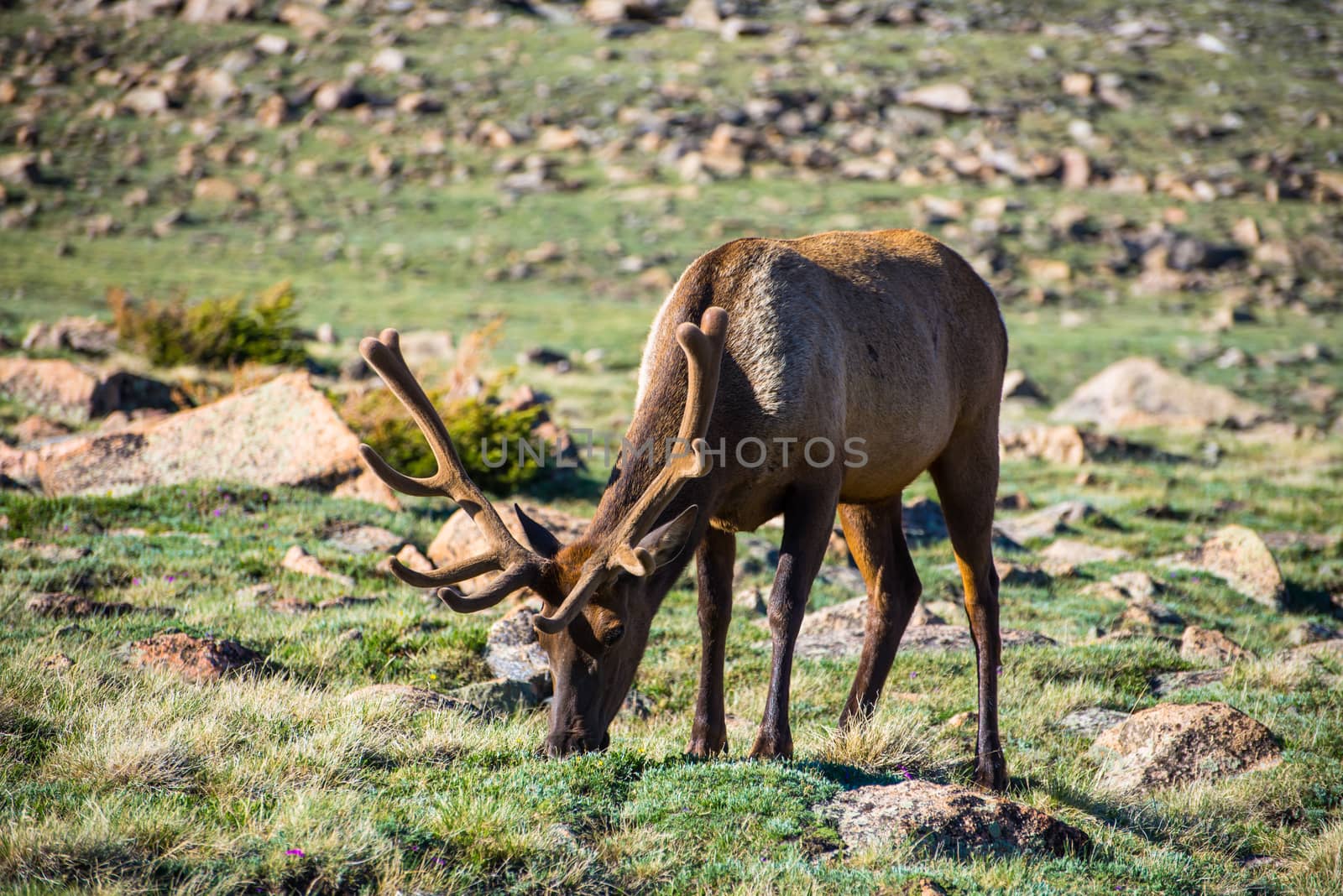 Elk in Velvet at the Rocky Mountain National Park