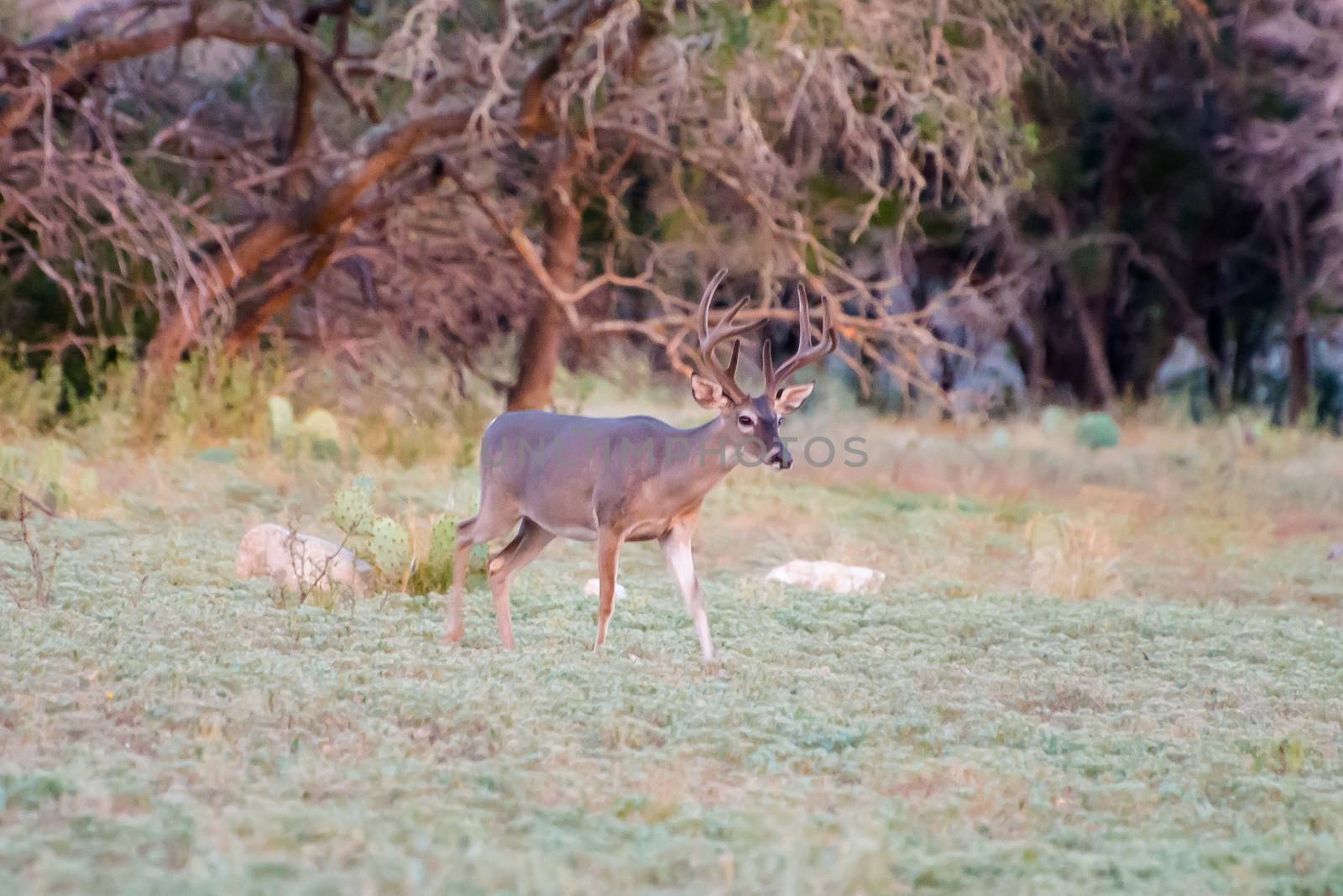 South Texas Whitetail buck in velvet before hunting season