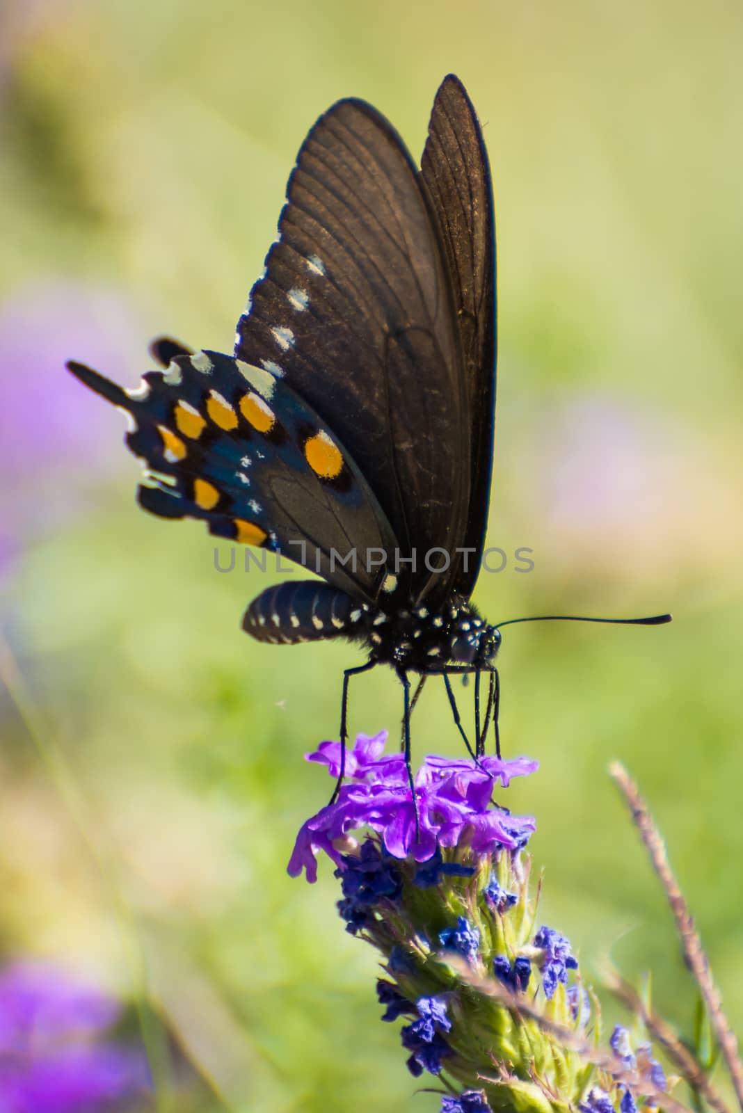 Closeup of a Pipevine Swallowtail enjoying a purple flower