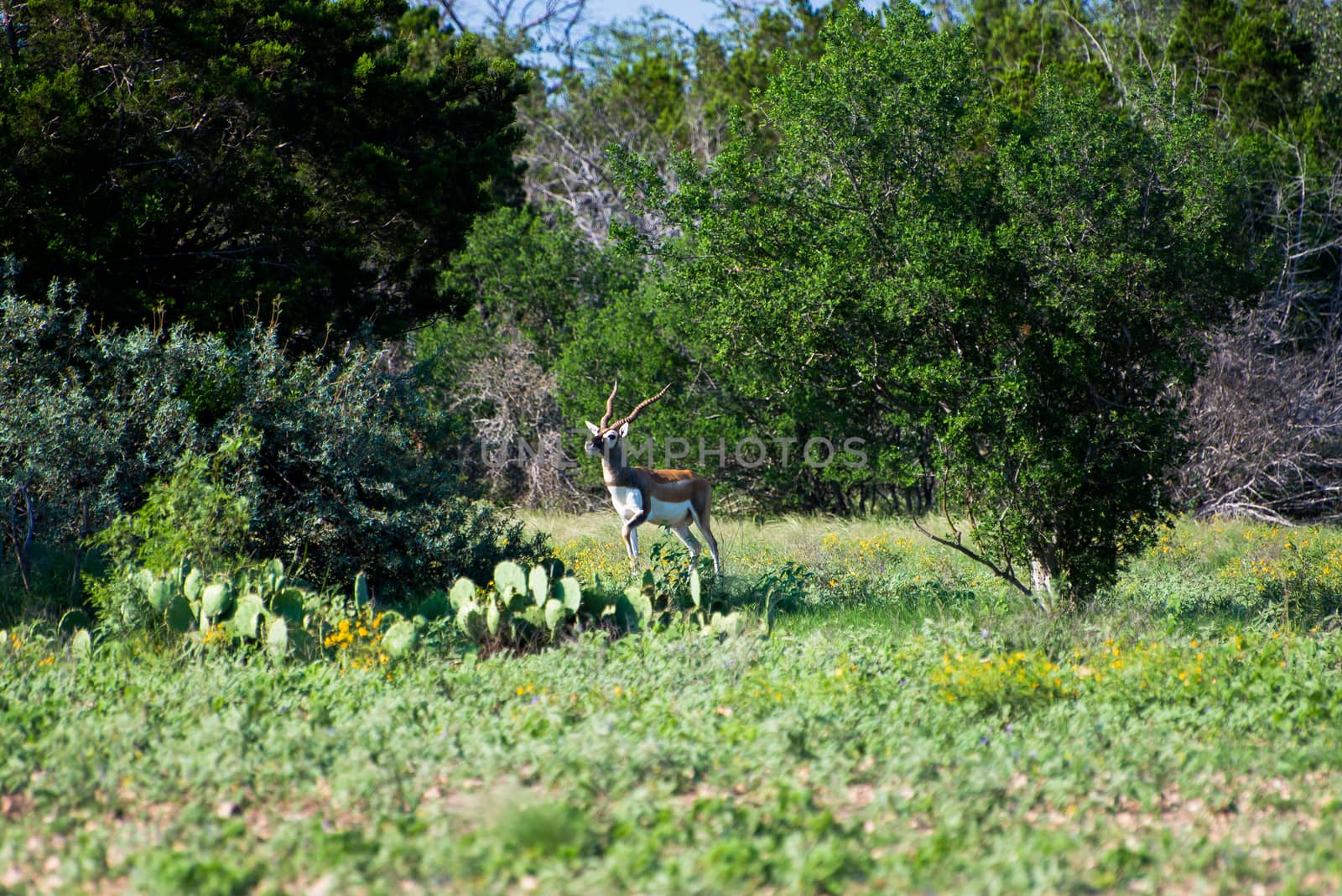 Blackbuck standing on alert at the Pamandan Ranch