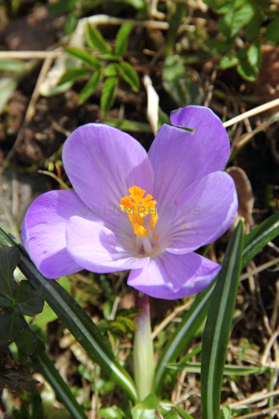 Blooming purple crocus - flower primrose. Spring garden