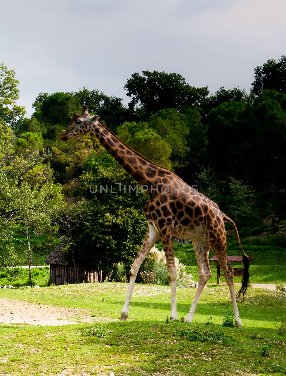 Giraffe by Isaac74