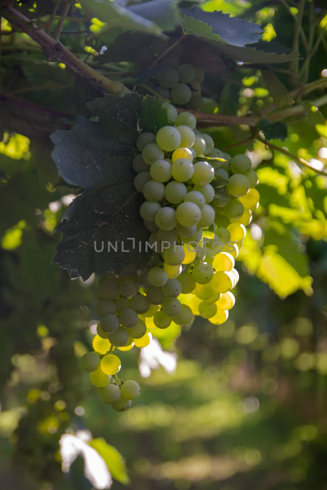 bunch of grapes by Isaac74