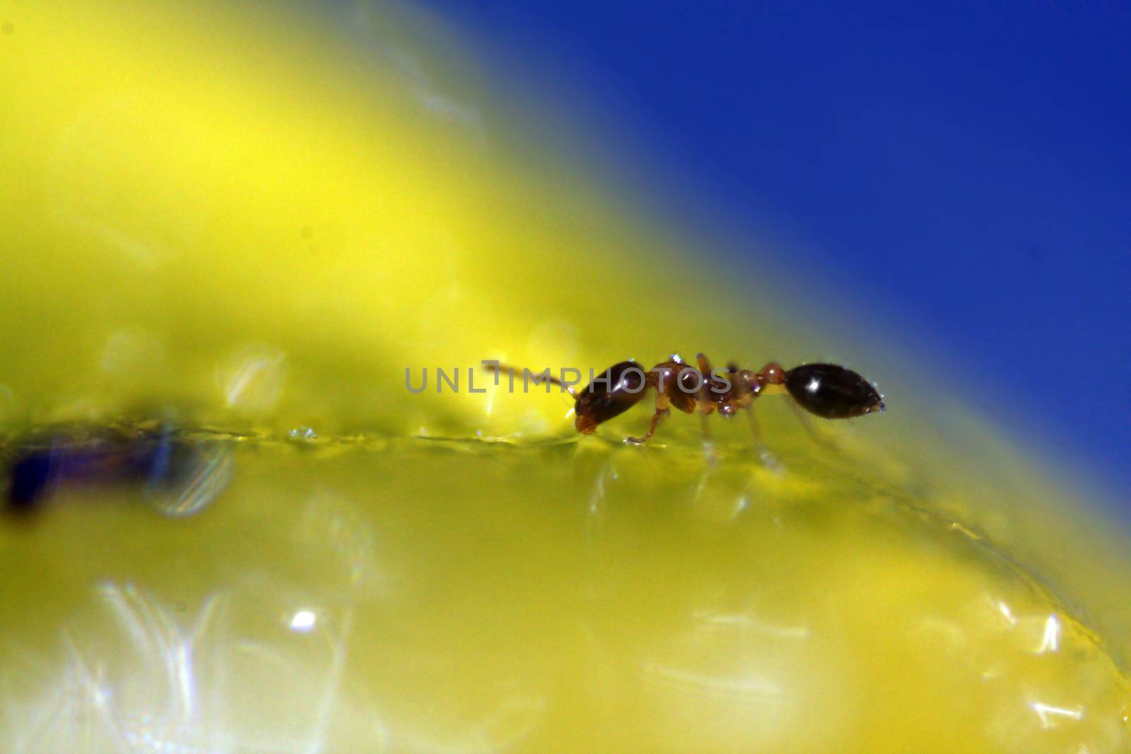 A detalied macro view of a small red ant extracting sugar from a flower..