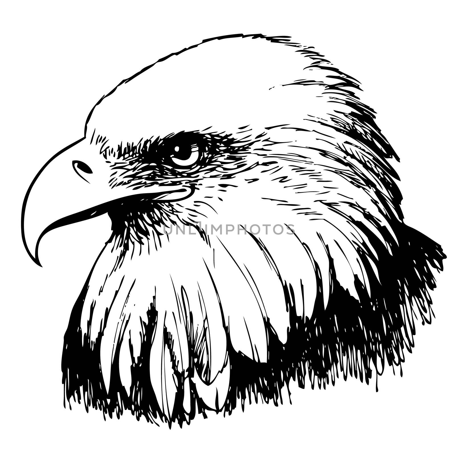 Black and white eagle hand drawn  by simpleBE