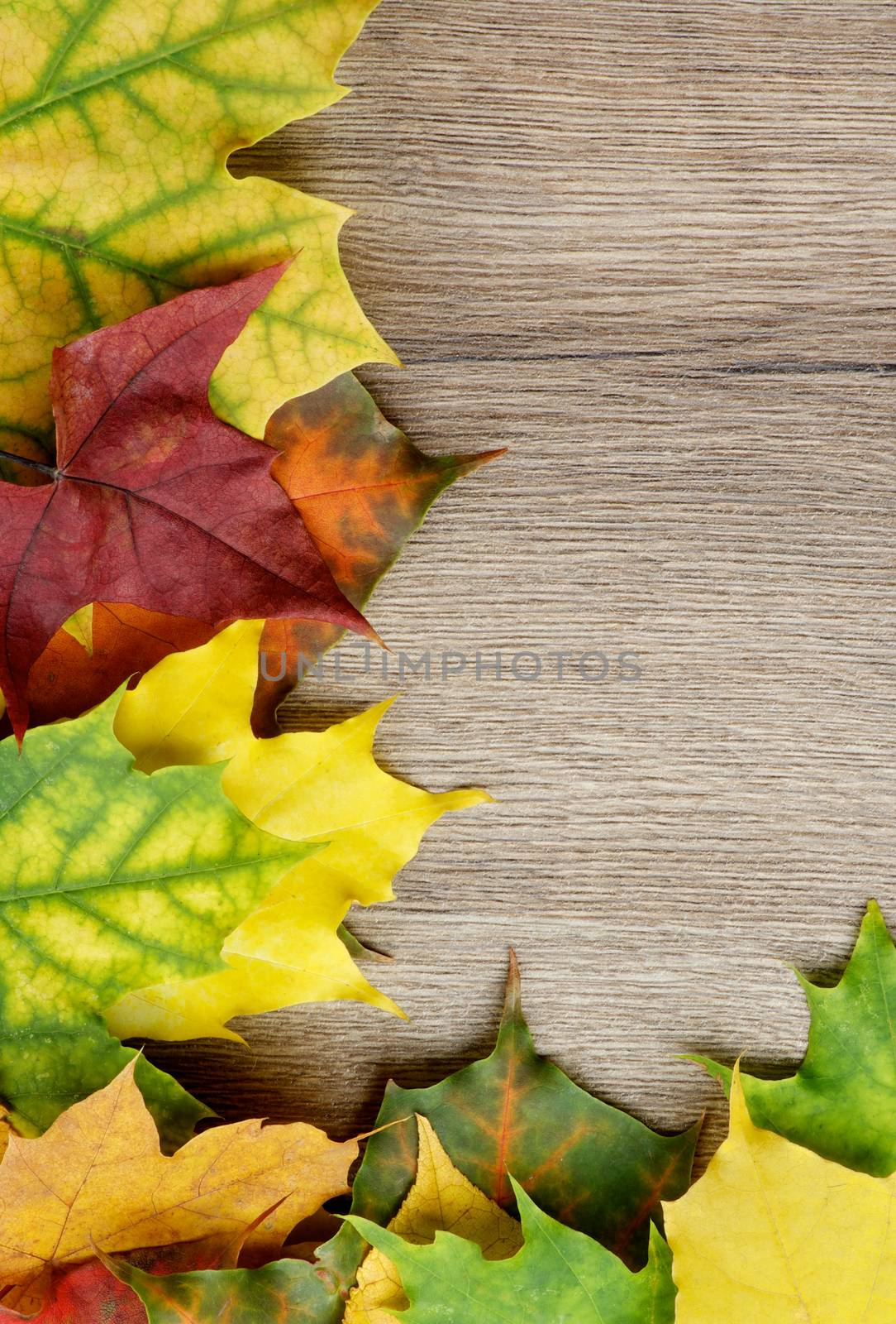 Frame of Autumn Leafs by zhekos