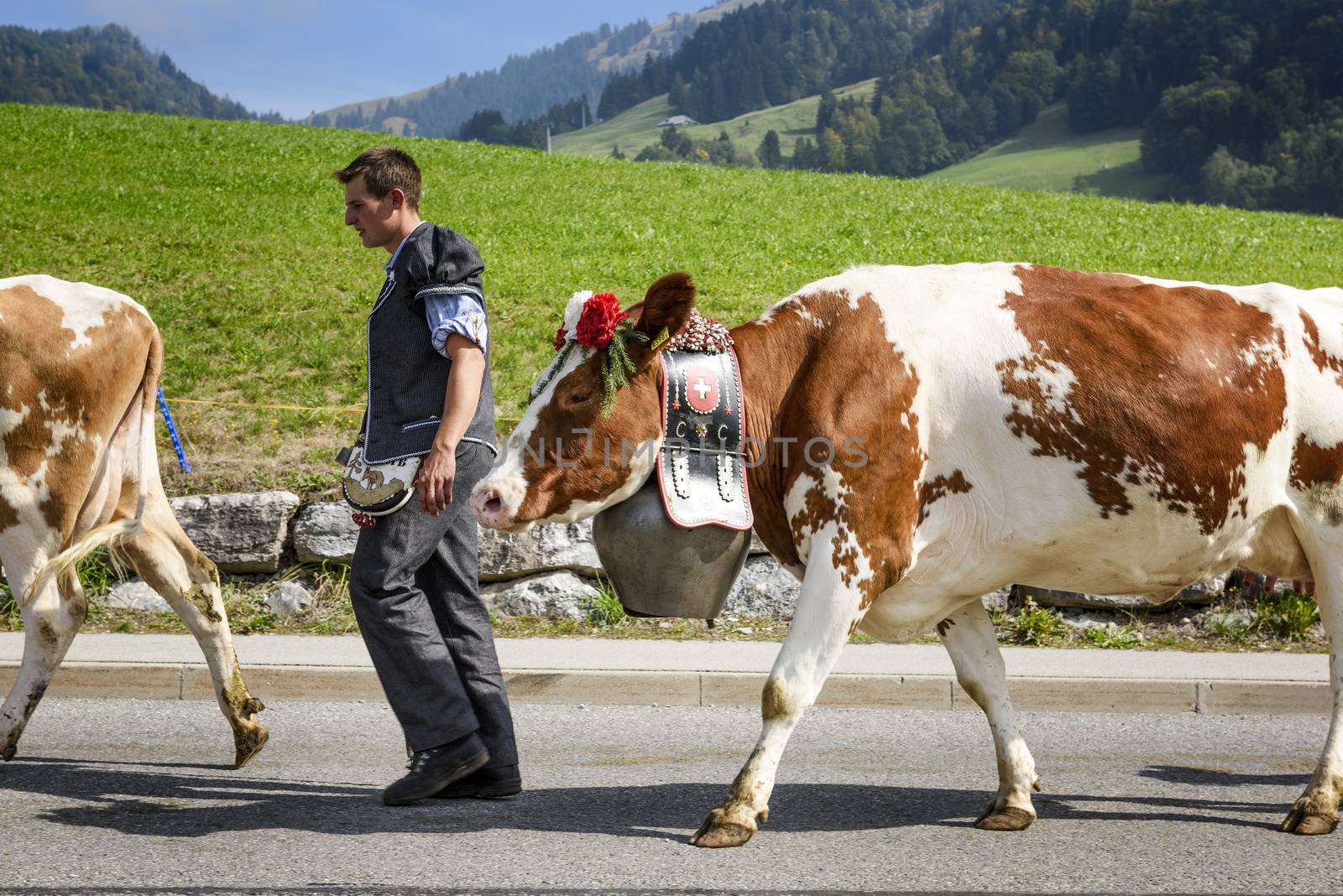 Charmey, Fribourg, Switzerland - 26 September 2015 : Farmers with a herd of cows on the annual transhumance at Charmey near Gruyeres, Fribourg zone on the Swiss alps