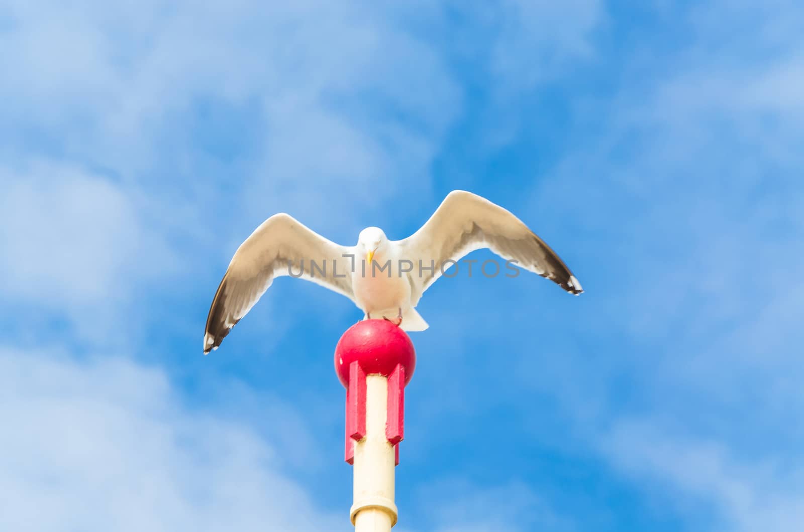 Seagull on wooden posts by JFsPic