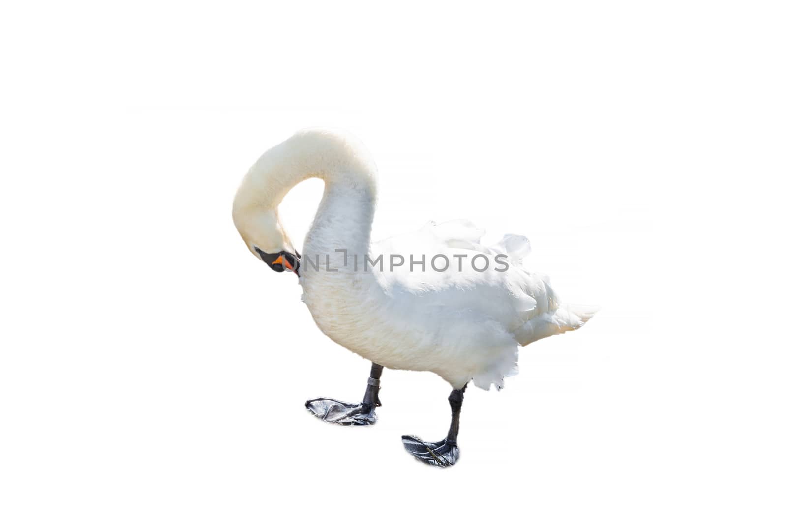 A swan standing with bowed head against white background