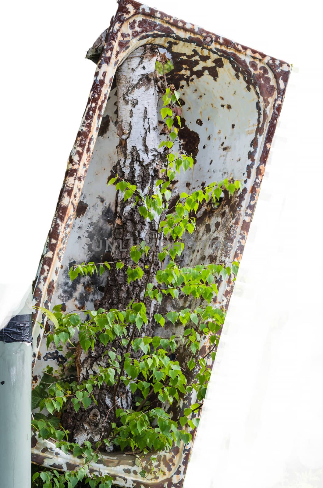 Old bathtub is adherent to a tree. Isolated against white background