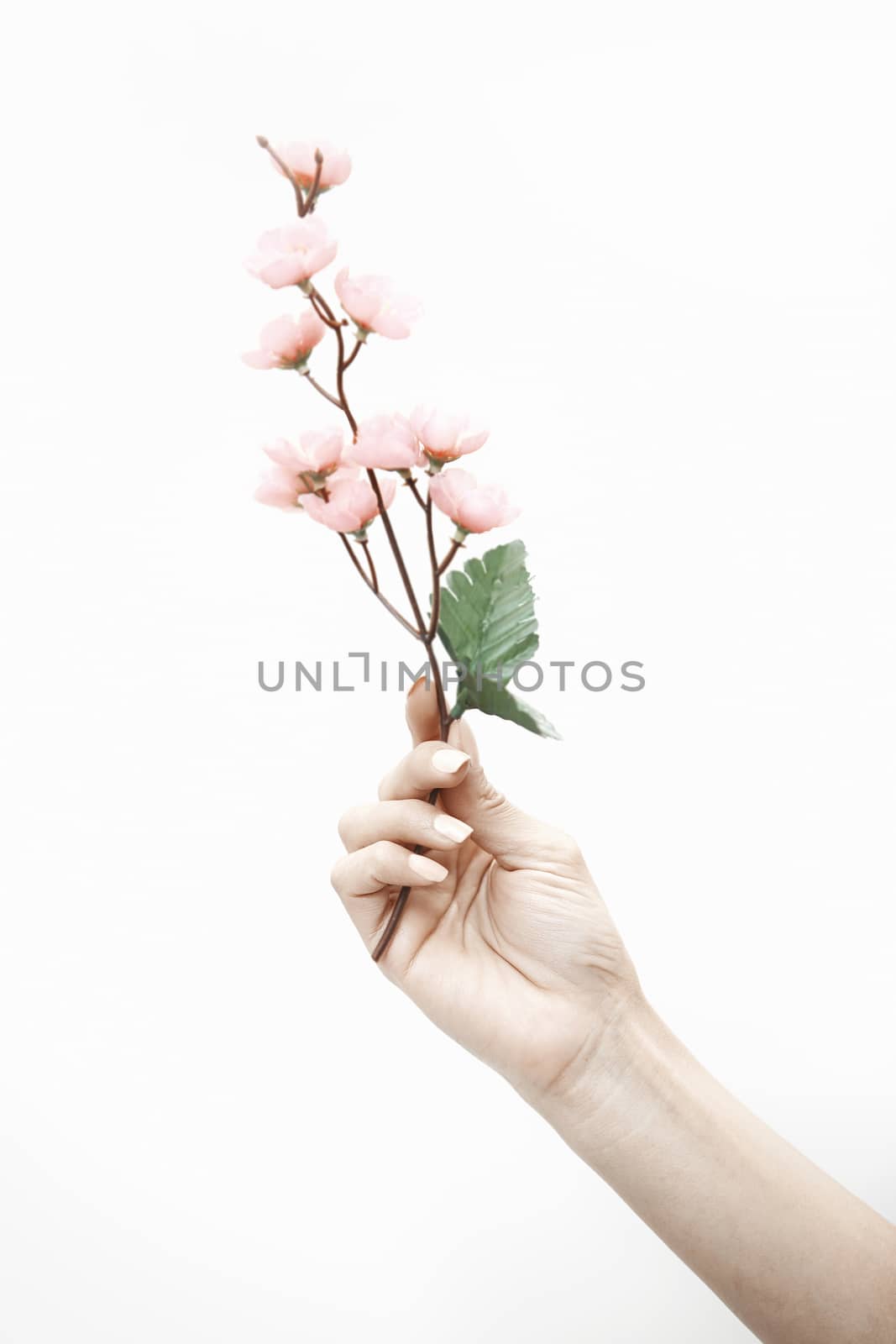 Woman hand with sakura or cherry tree. Vertical photo