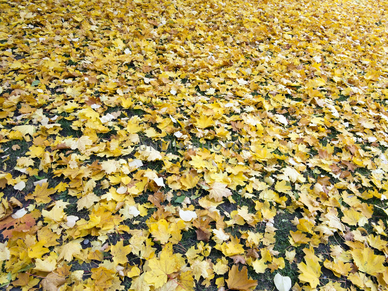 Abstract image of the fallen maple leaves