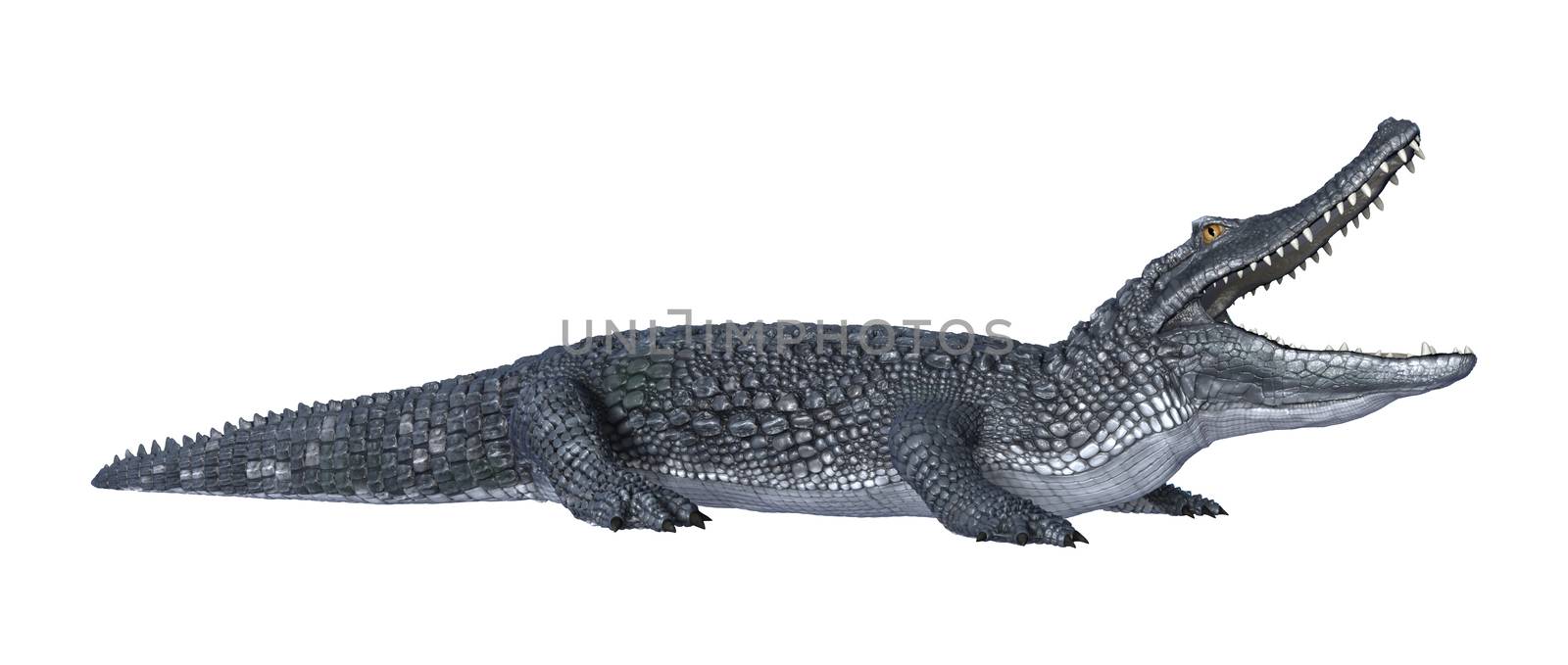 3D digital render of an alligator caiman isolated on white background