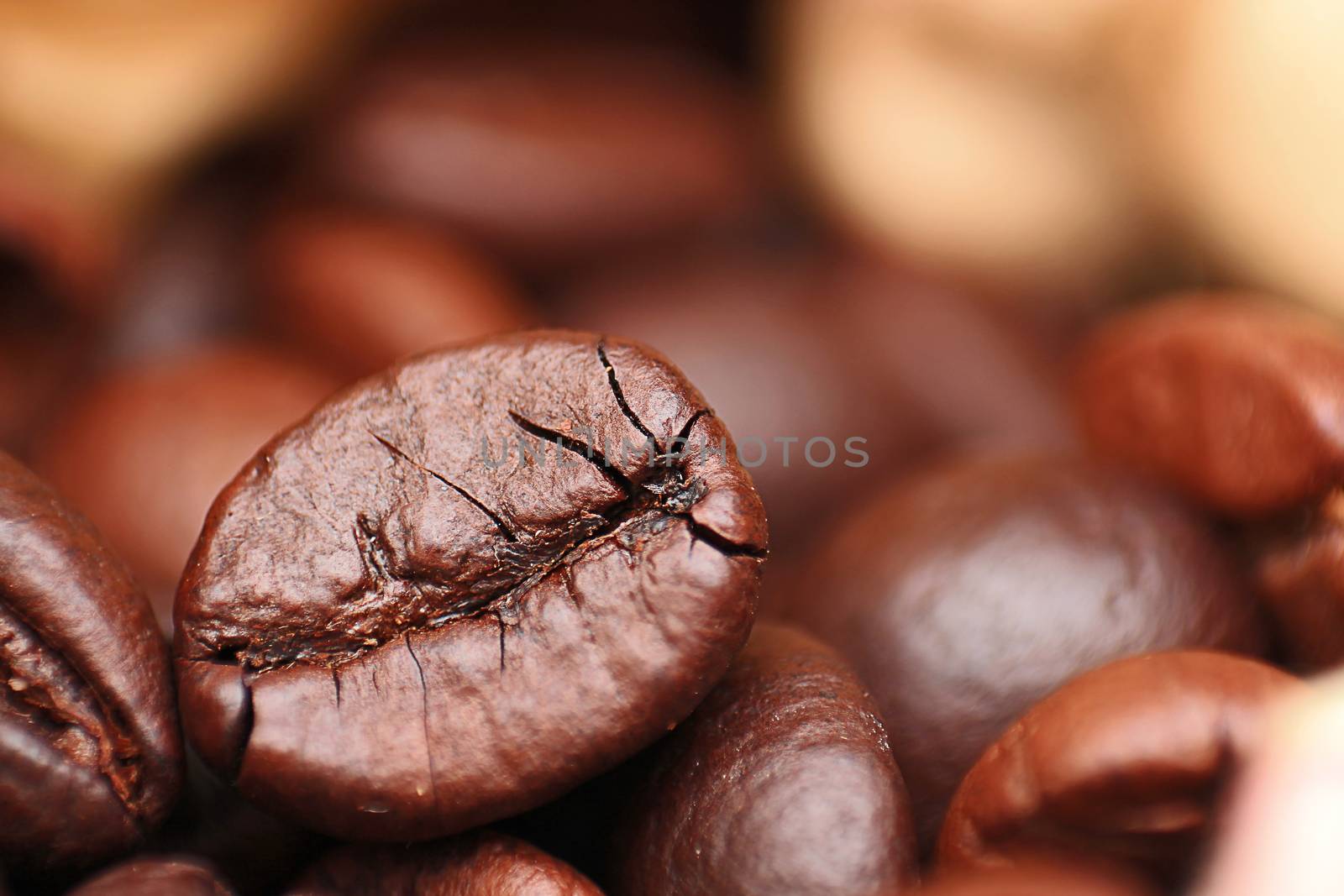 Closeup of coffee seed and focus on fracture of it