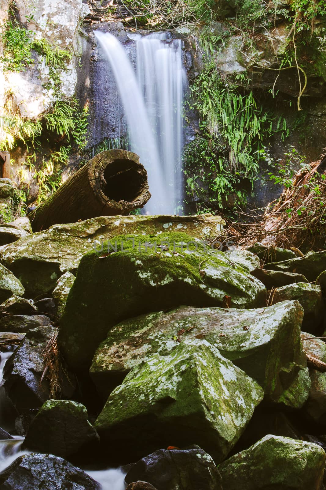 Curtis Falls in Mount Tamborine by artistrobd