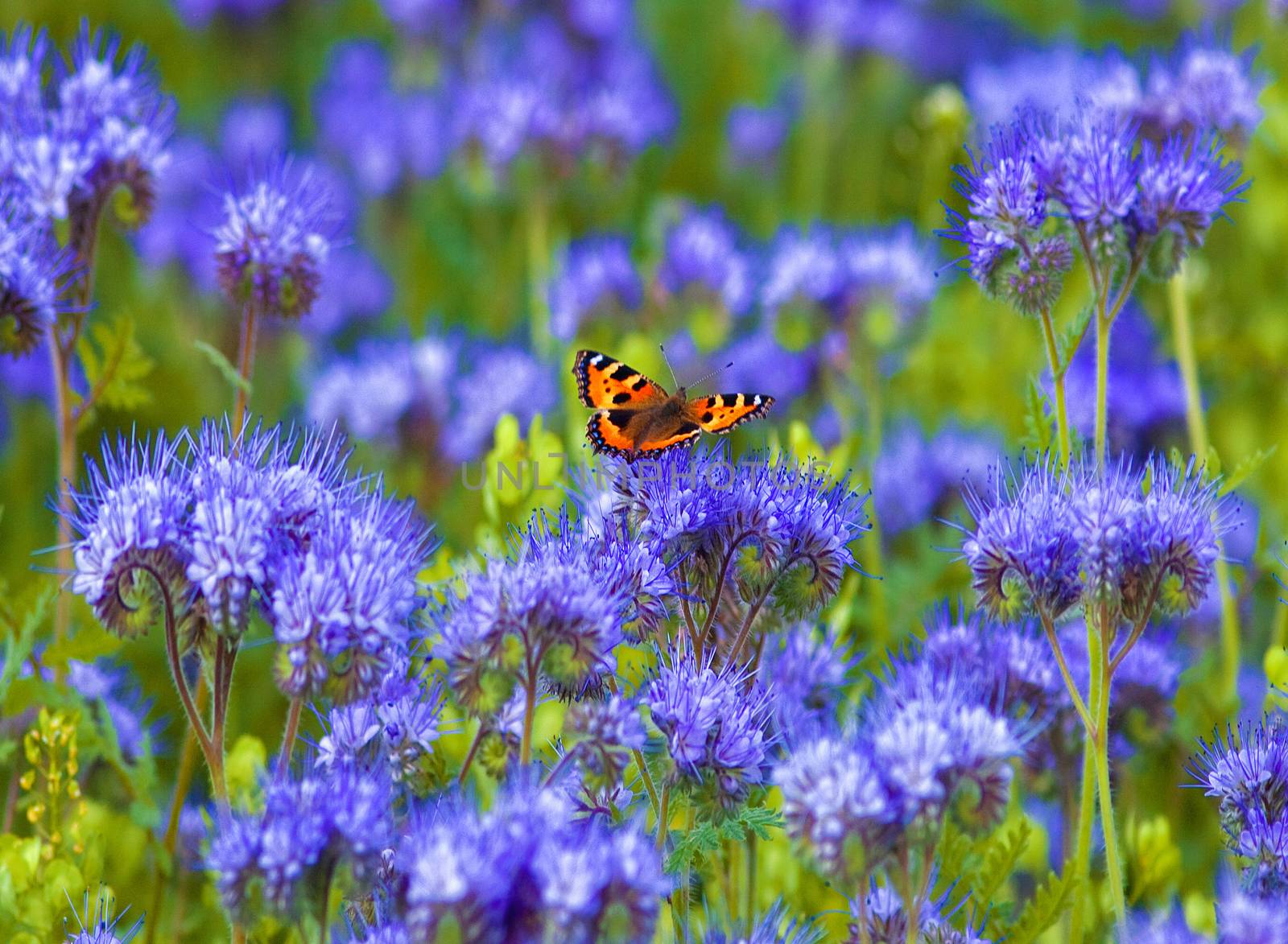 Field of Phacelia by courtyardpix