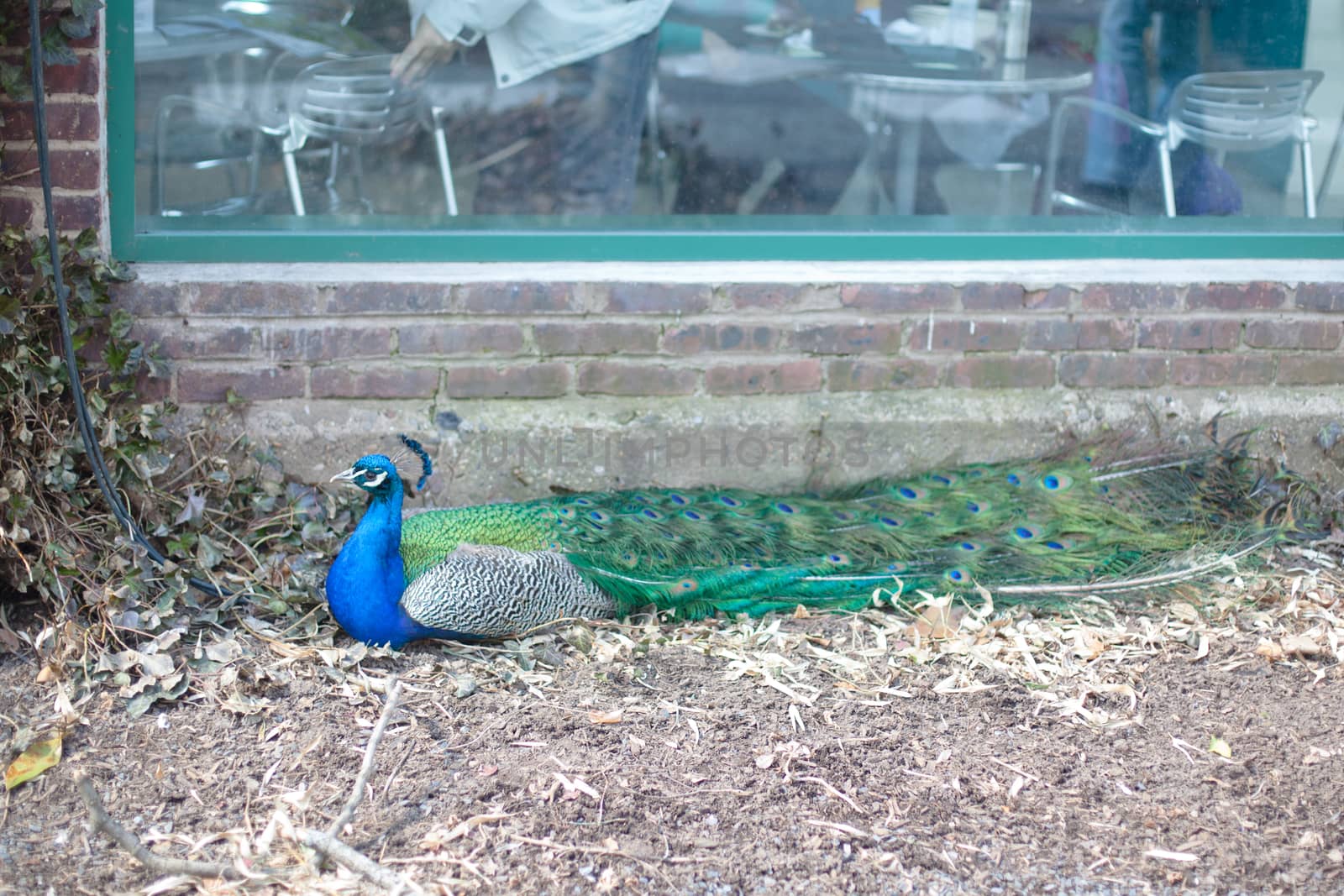 Walking blue and green peacock 
