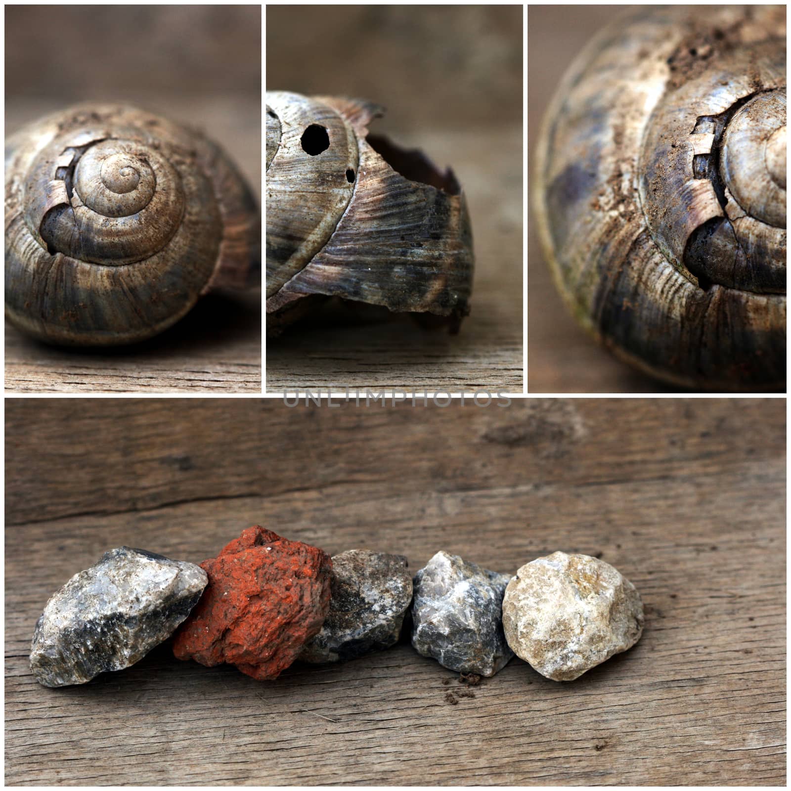 Empty snail shells by nehru