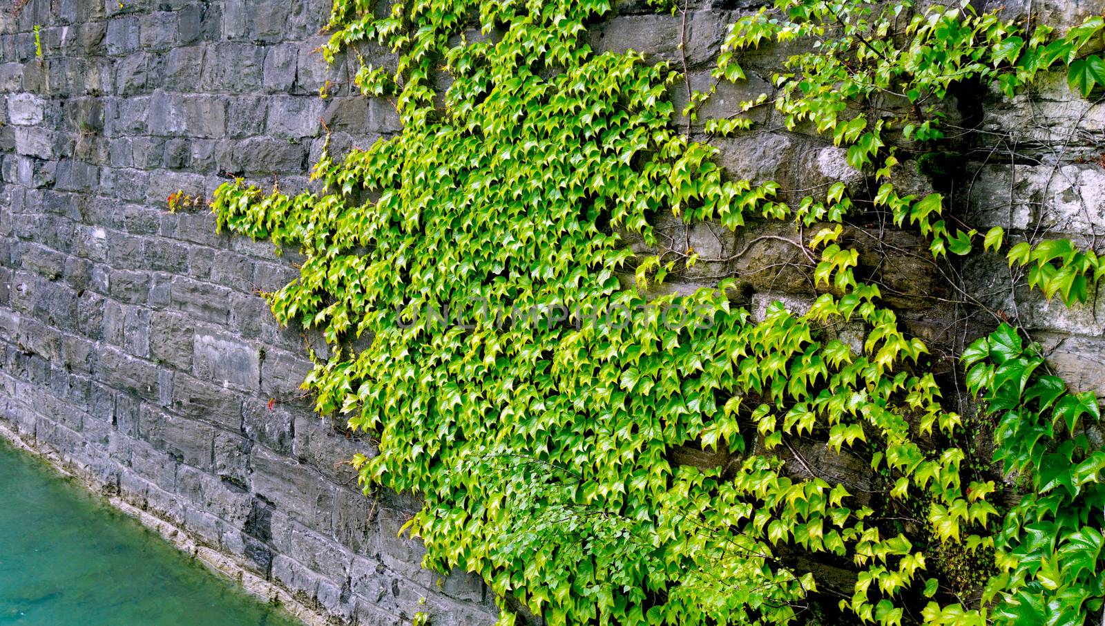 green plant on stone panel horizontal