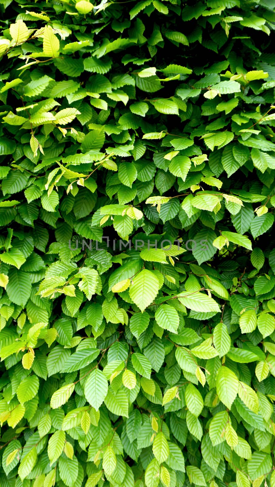 Green plant wall fence vertical