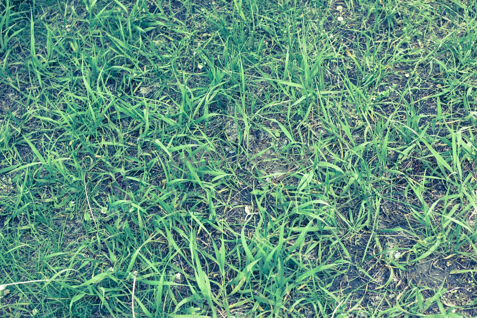 Green grass and earth view from above. It can be used as texture
