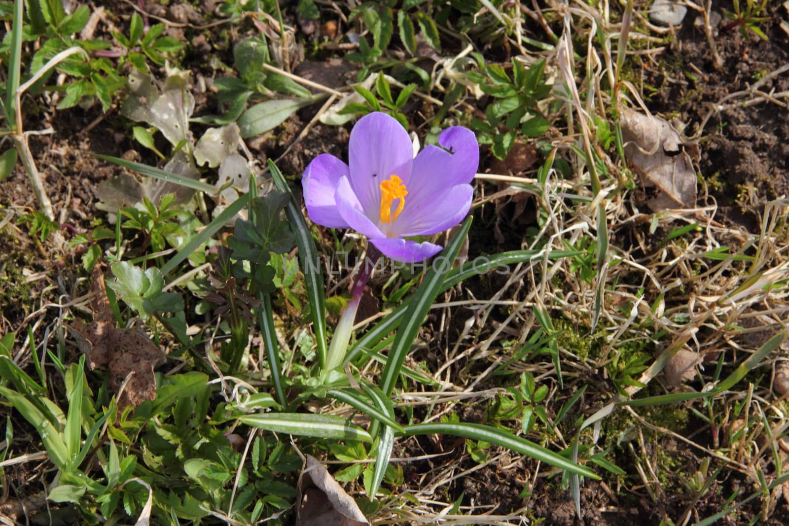 Blooming purple crocus - flower primrose. Spring garden