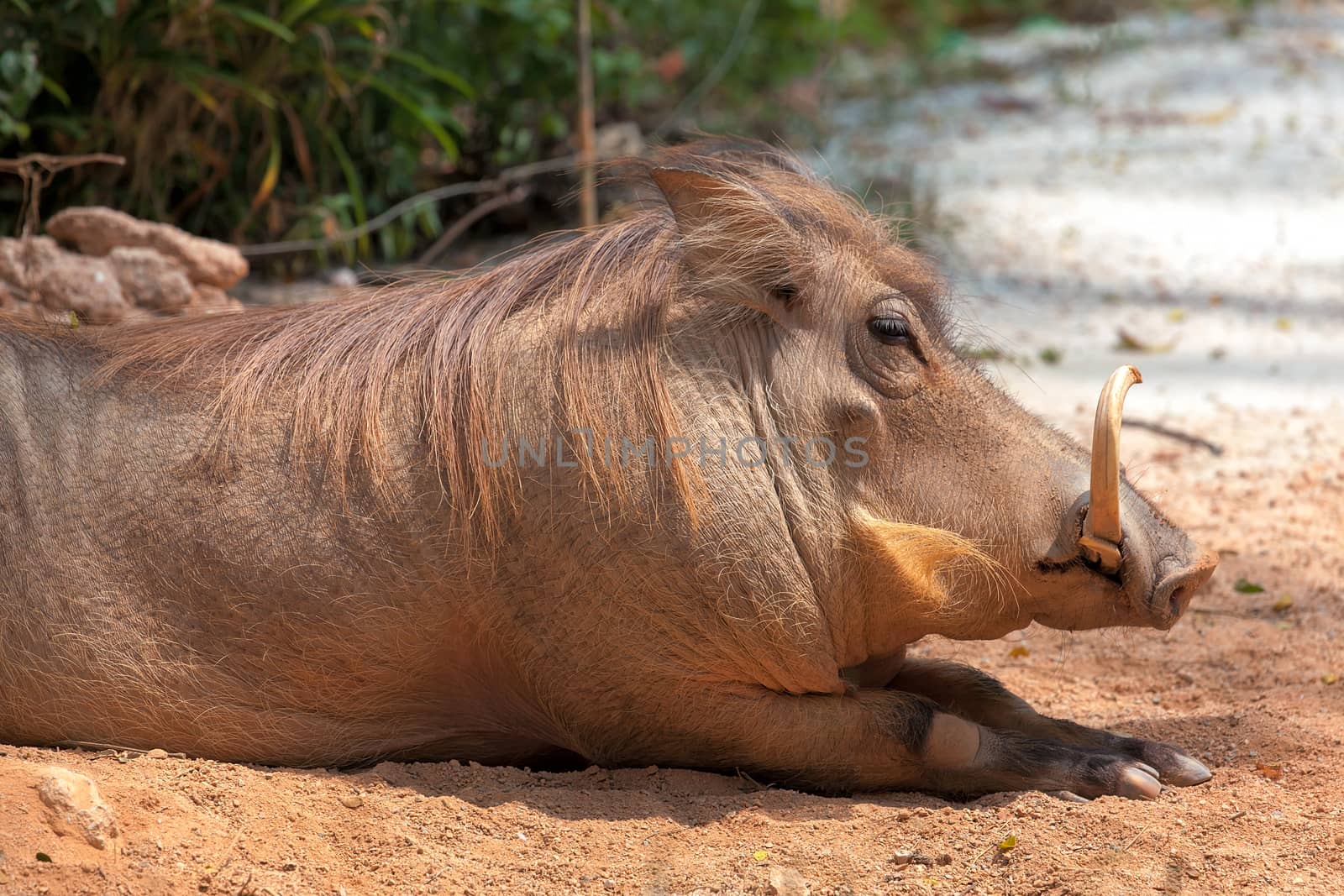 Warthog Basking in the Sun Closeup Portrait