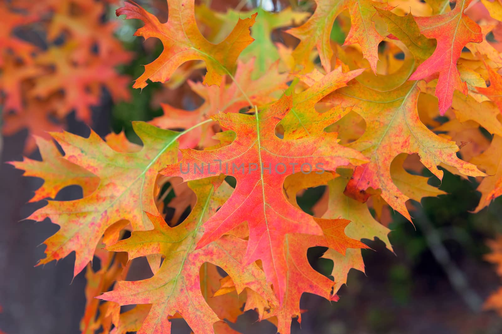 Oak Tree Foliage in Fall Colors Closeup Macro