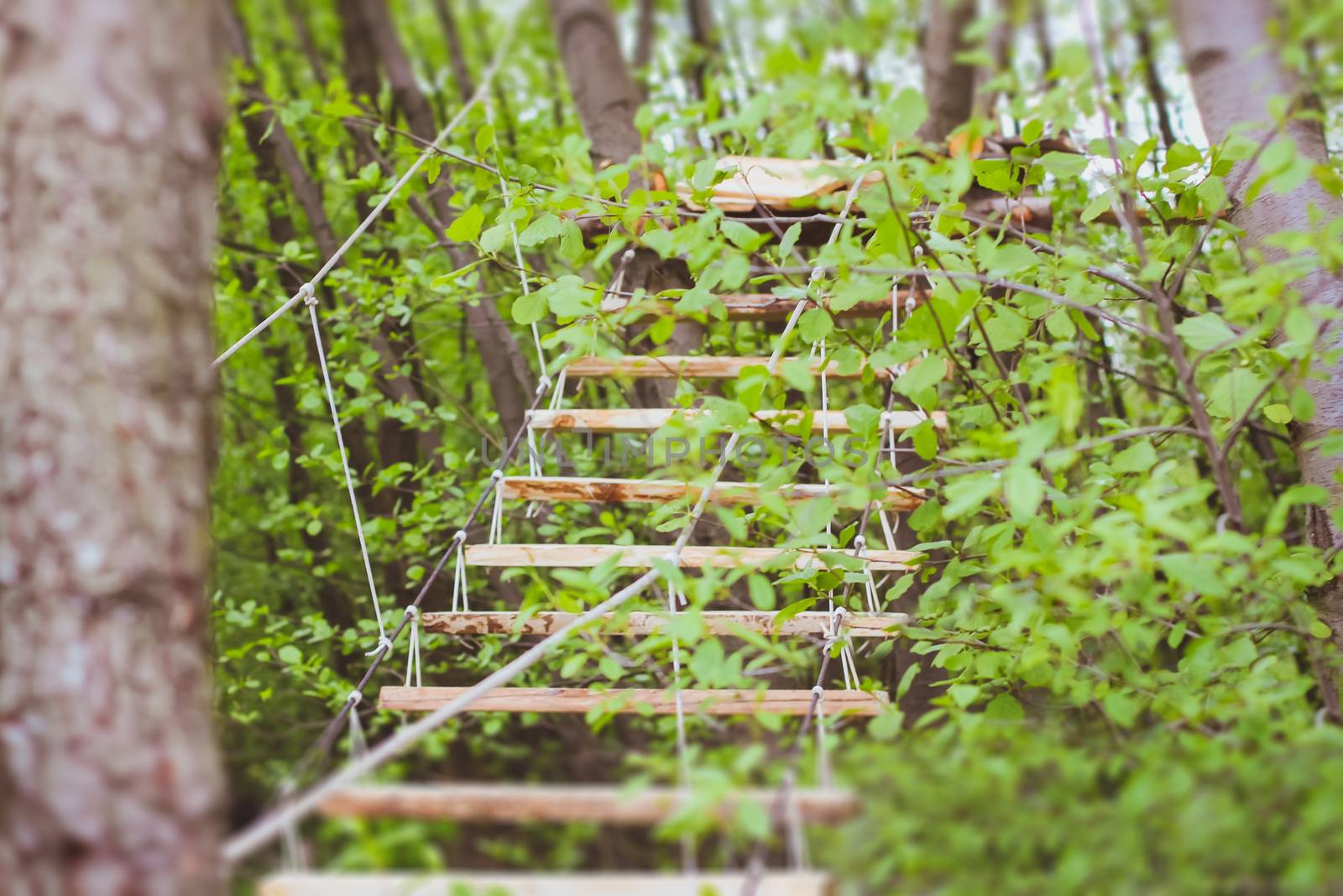 Wooden stairs in the green forest park with ropes