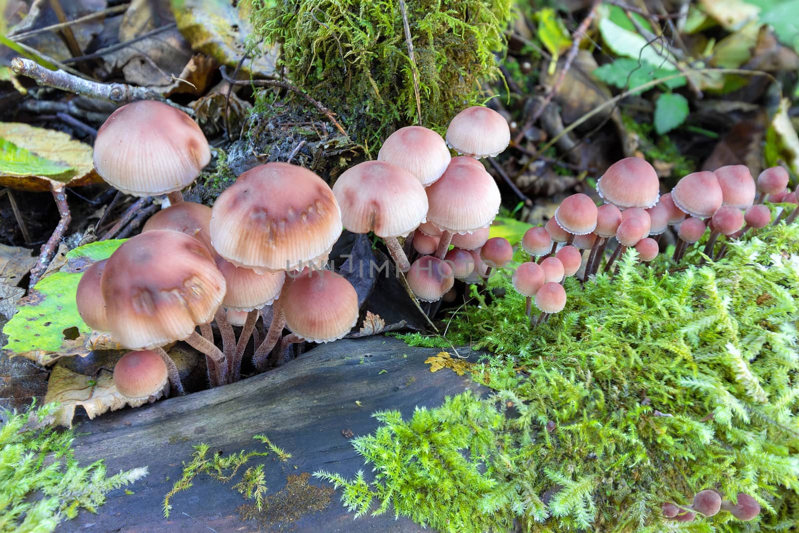 Mushrooms Growing on a Log among green moss in the Pacific Northwest Forest in Fall Season Closeup Macro