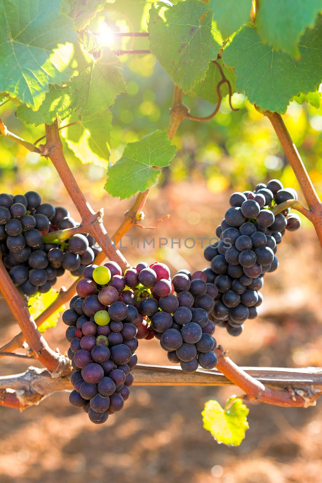 Red Wine Grapes Ripening on the Vine on a Sunny Day in an Oregon Vineyard