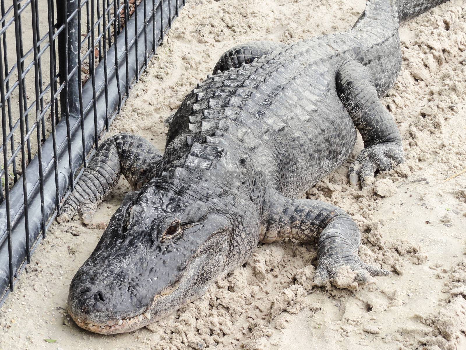 big crocodile on the sand