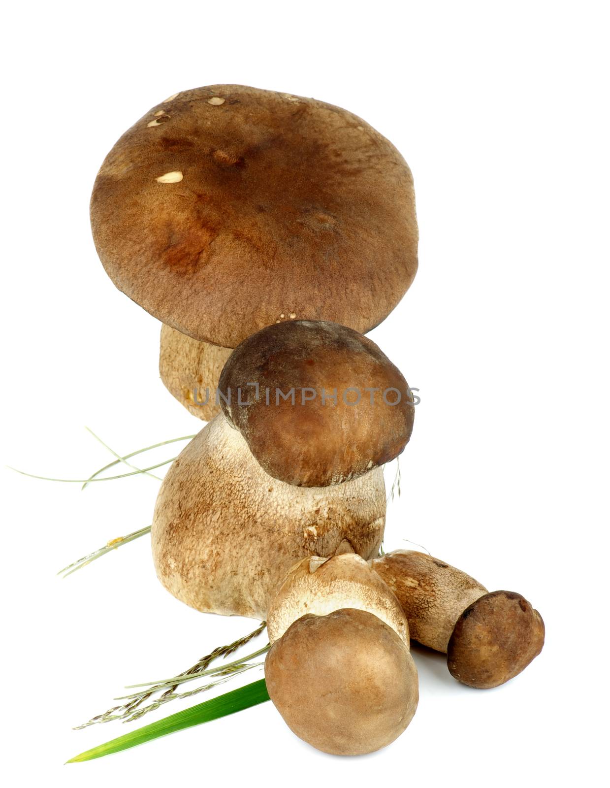 Arrangement of Four Raw Boletus Mushrooms with  Grass and Stems isolated on White background