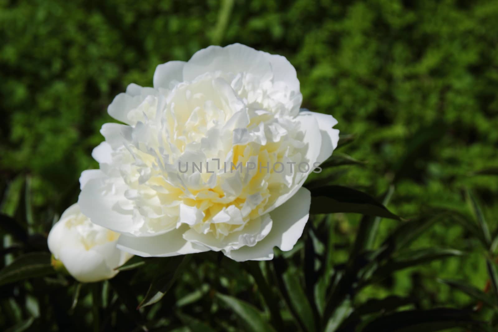 white peonies in the garden. Floristry and Horticulture