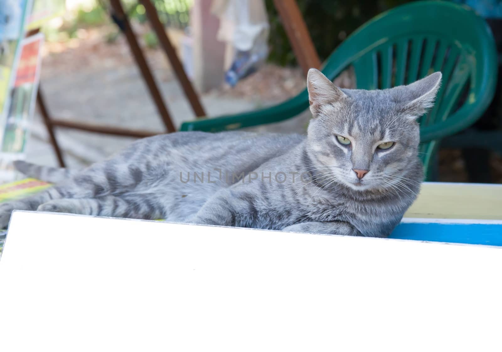 portrait of very beautiful young smoky cat