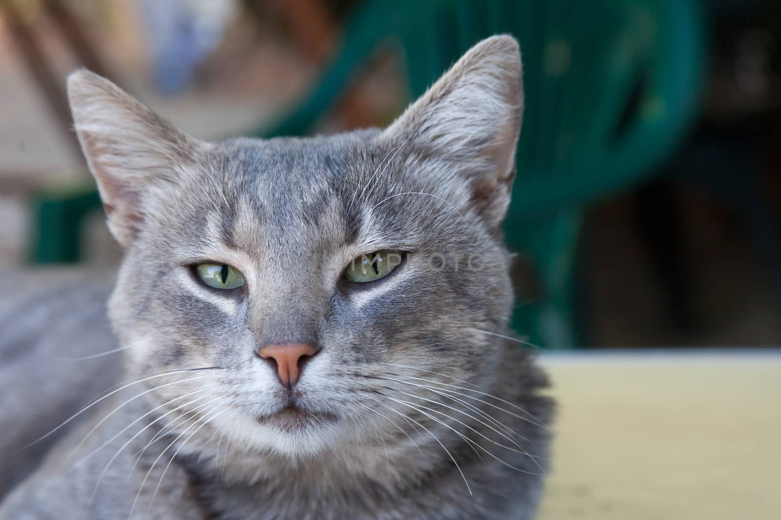 portrait of very beautiful young smoky cat