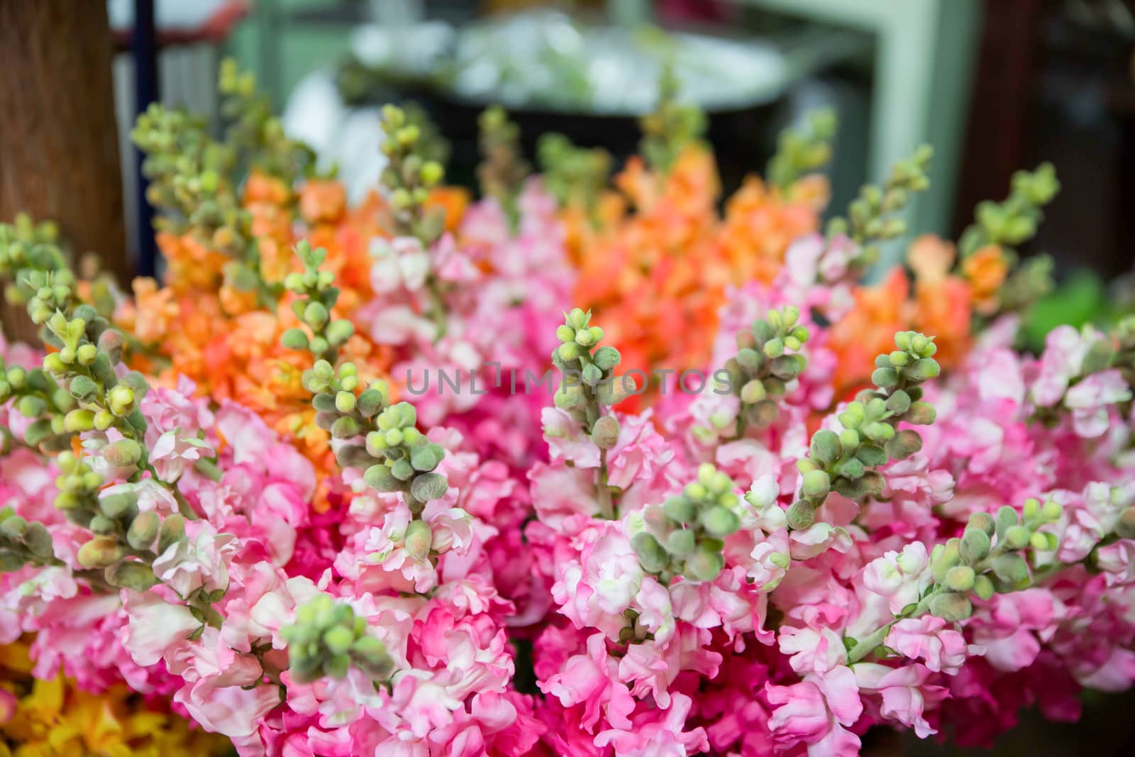 small colorful flowers are blooming