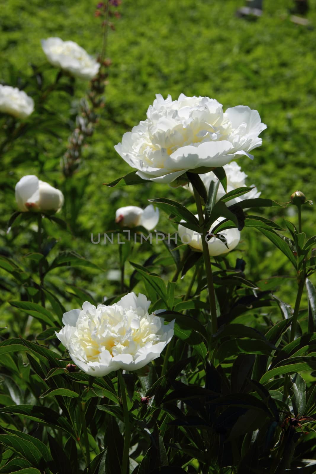 white peonies in the garden by Metanna