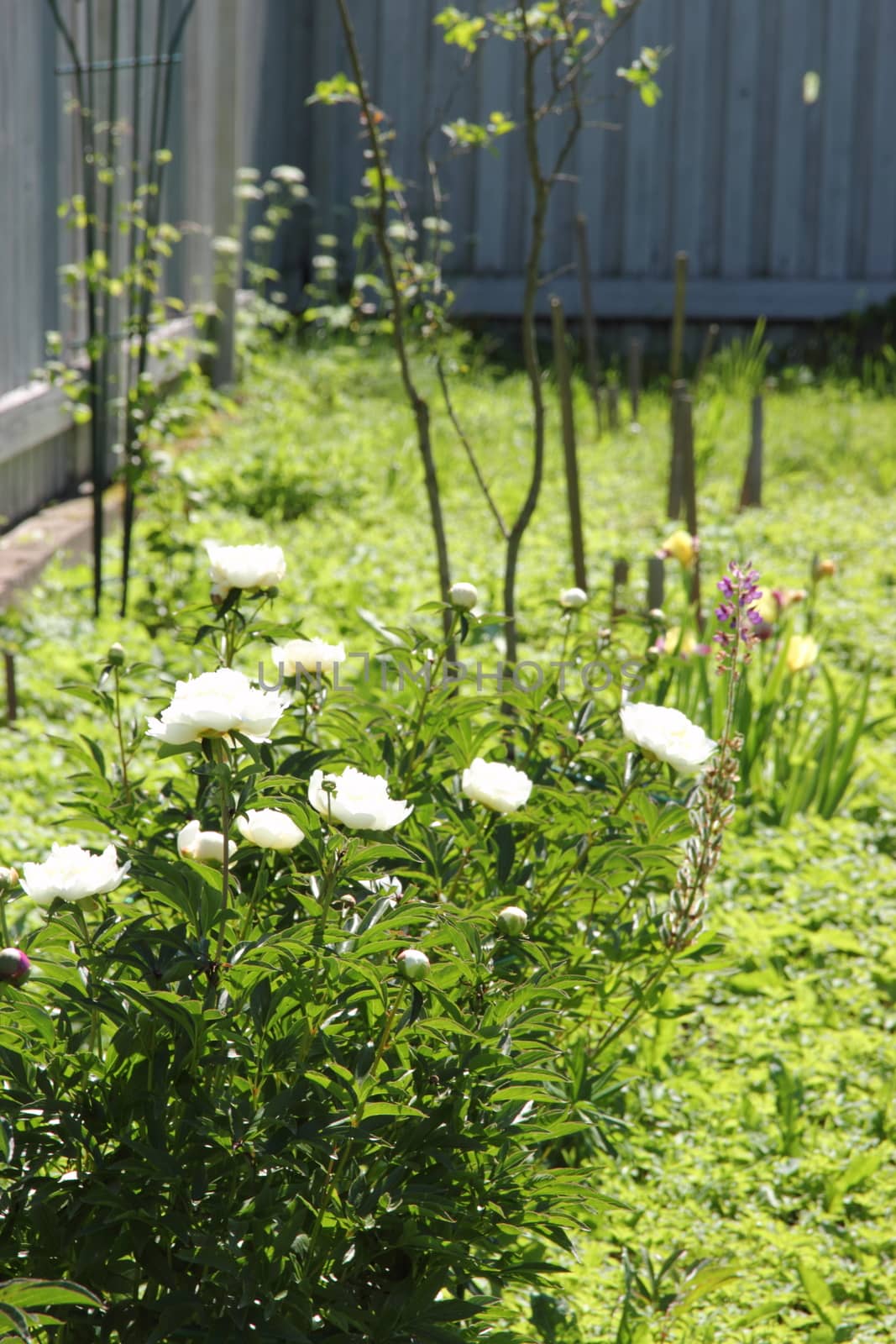 white peonies in the garden by Metanna