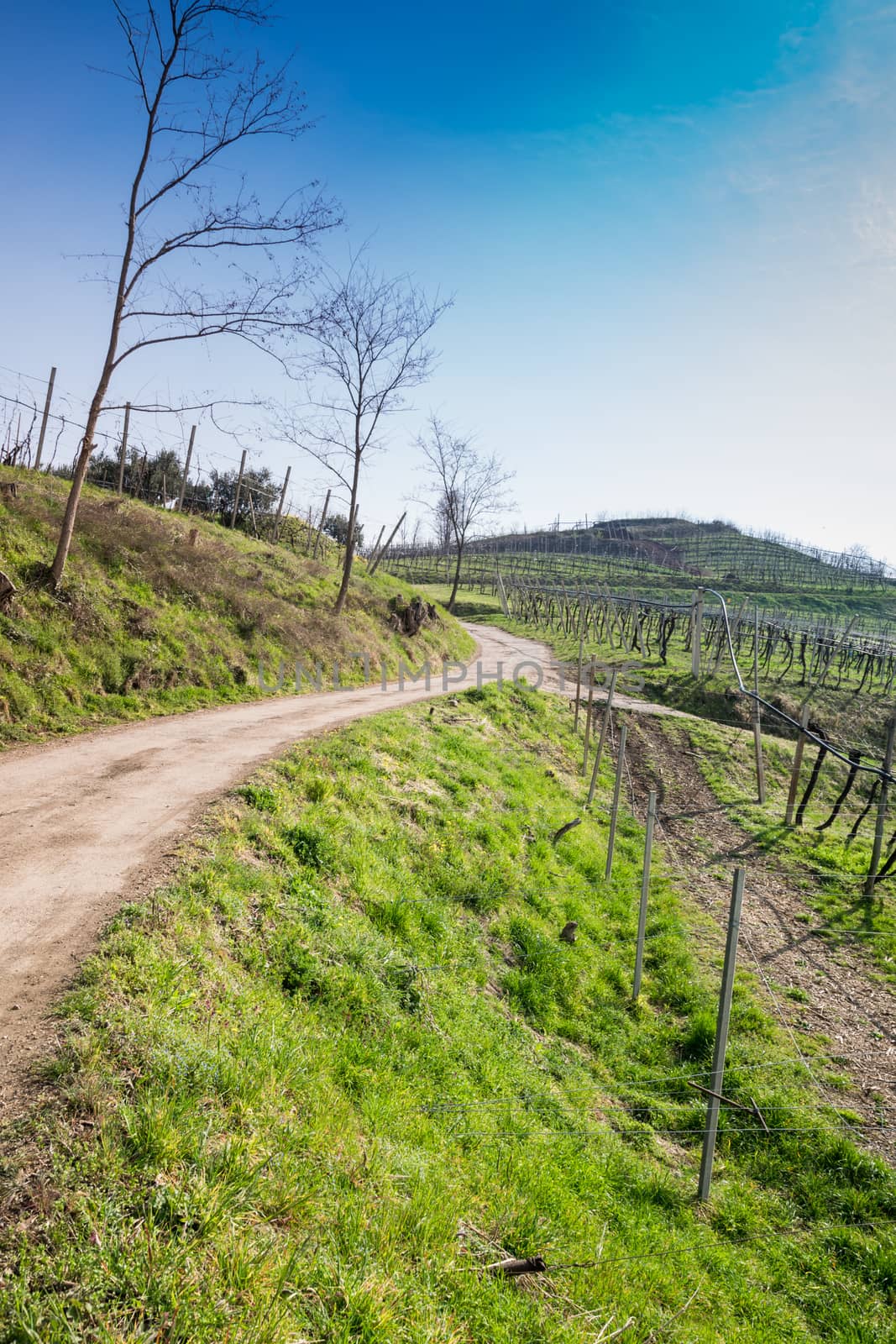 vineyards on the hills in spring, Soave, Italy