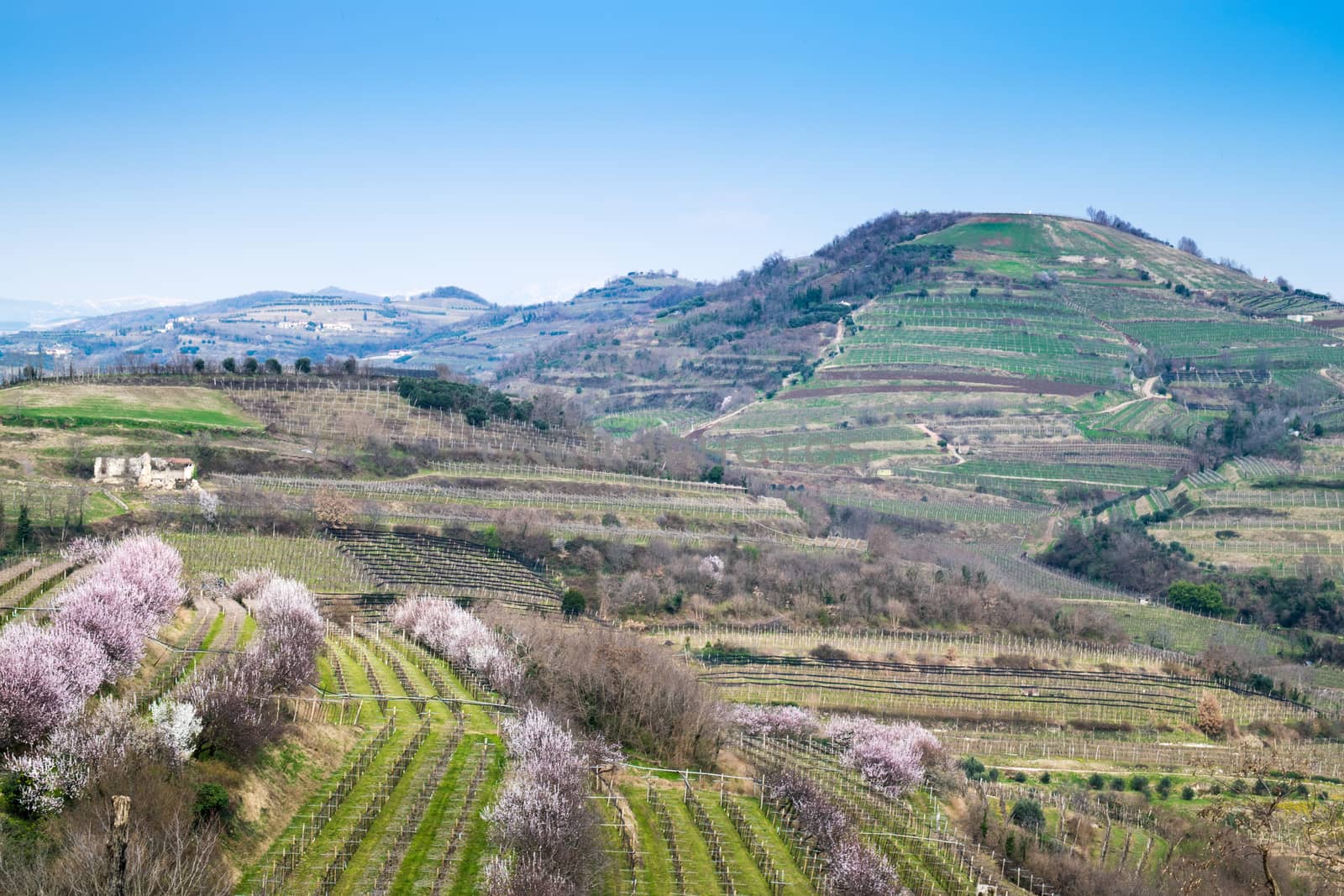 vineyards on the hills in spring, Soave, Italy