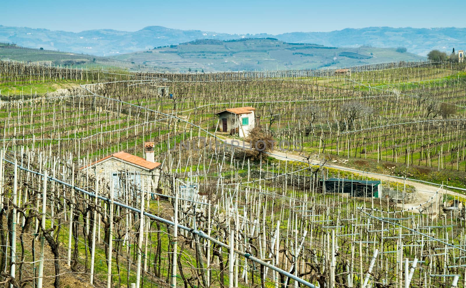 vineyards on the hills in spring, Soave, Italy