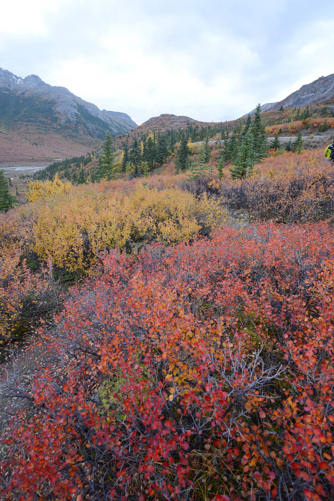 autumn color in denali tundra