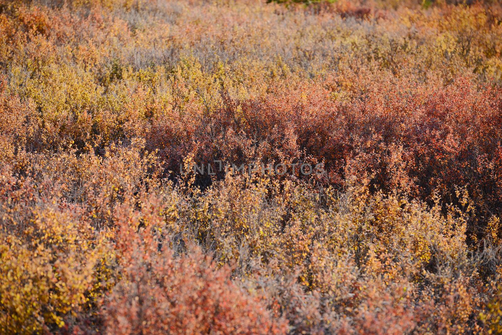 autumn color in denali tundra