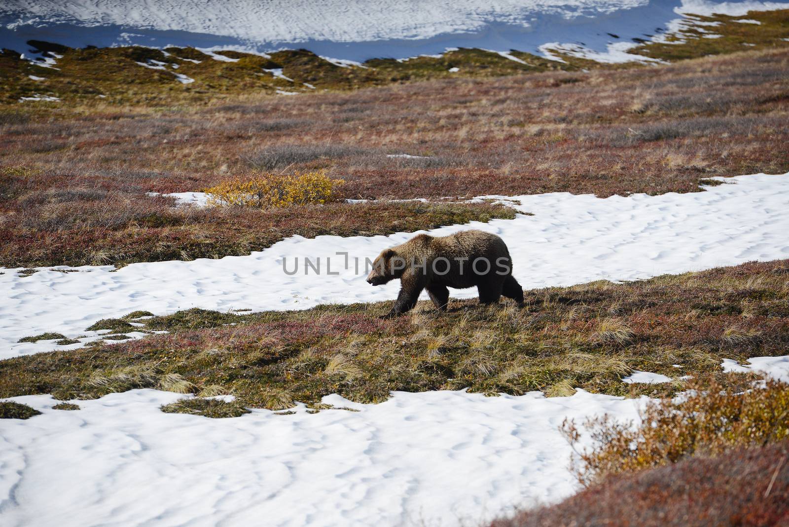 grizzly bear in denali by porbital